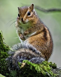 a squirrel sitting on top of a moss covered tree branch looking at the camera lens