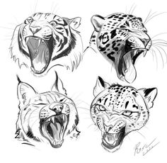 four different types of jaguars with their mouths open and showing teeth, one is growling