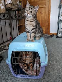 a cat sitting on top of a blue pet carrier with another cat in it's cage