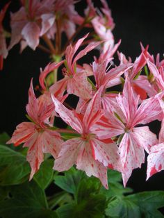 pink and white flowers with green leaves in the foreground, against a black background