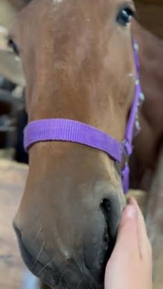 a brown horse with a purple bridle being petted by a person's hand