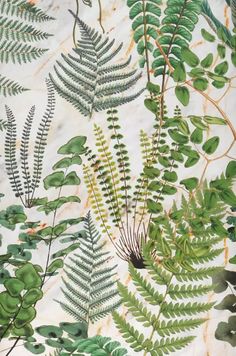 green leaves and ferns on a white background