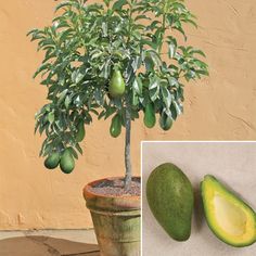 an avocado is growing in a pot next to a tree with fruit on it