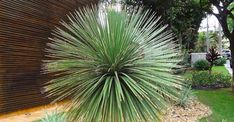 a large green plant sitting in the middle of a lush green yard next to a wooden fence