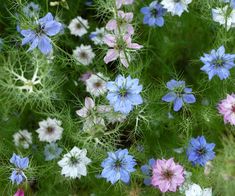 blue and white flowers are growing in the grass