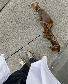 two dogs standing next to each other on the sidewalk near someone's feet and an umbrella