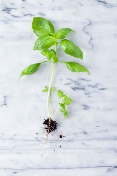 a plant sprouting out of the ground with dirt on it's side