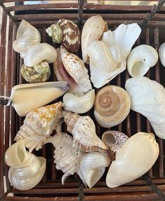 several seashells are arranged in a basket