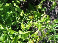 some green plants growing in the dirt