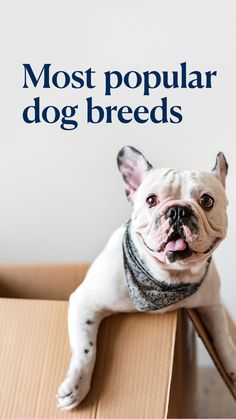 a dog sitting on top of a box with the caption most popular dog breeds