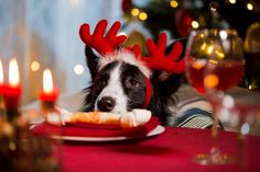 a dog with antlers on his head is sitting at a table in front of candles