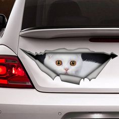 a white cat peeking out from behind a hole in the side of a car window