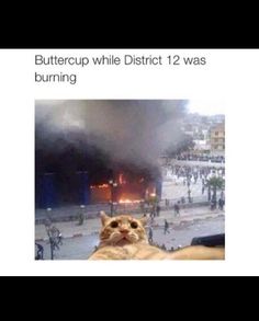 Cat Lol, Cat Selfie, Hunger Games Trilogy, Katniss Everdeen