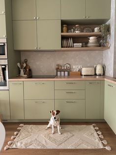 a small dog is standing on a rug in the middle of a kitchen with green cabinets