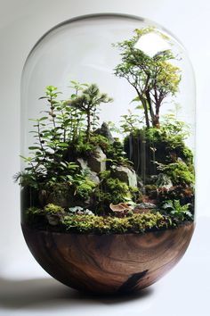 an indoor terrarium with trees and rocks in the glass dome on a white background