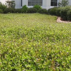 there is a house in the background with flowers on the ground and bushes around it