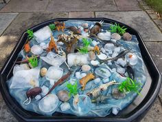 there are many different types of fish in the water on this ice - covered tray