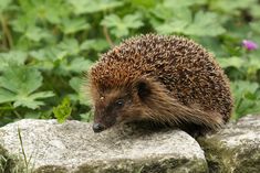 a hedgehog sitting on top of a rock in front of green plants and flowers