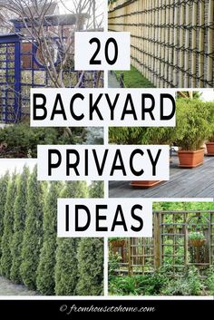 several different types of backyard privacy plants and trees with text overlay that reads 20 backyard privacy ideas