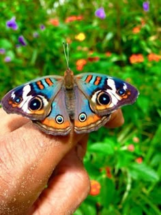 a butterfly that is sitting on someone's finger