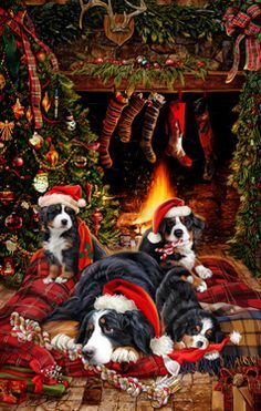 two black and white dogs laying on top of a blanket in front of a christmas tree