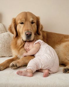 a large brown dog laying on top of a bed next to a baby