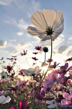 a field full of flowers with the words hello june written in pink and white letters