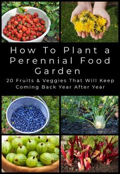 how to plant a perennial food garden 20 fruits and veggies that will keep coming back year after year