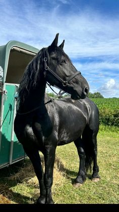 a black horse standing next to a green trailer on top of a grass covered field