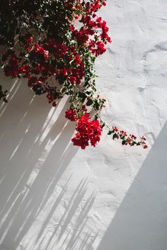 red flowers are growing on the side of a white building with long shadows from it