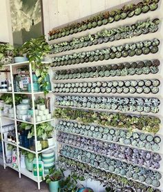 many plants are arranged on shelves in a room