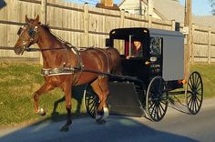 a horse pulling a carriage down the road in front of a house on a rainy day