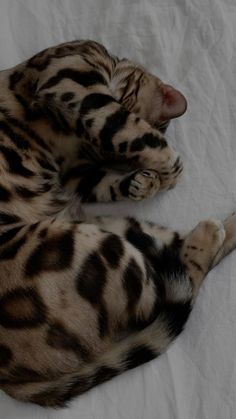 a cat laying on top of a white sheet