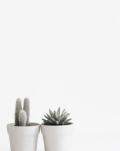 two white pots with cactus plants in them