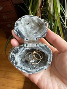 two wedding rings in an oyster shell on a wooden table next to a potted plant