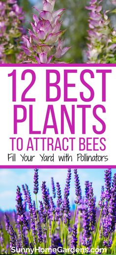 flowers on top and bottom, middle says "12 best plants to attract bees: fill your yard with pollinators". Honey Bee Garden Ideas, Bees Garden, Bees In The Garden, Shade Pollinator Plants, Backyard Pollinator Garden, Bee Garden Ideas Landscapes, Bee Hive Garden, Small Pollinator Garden