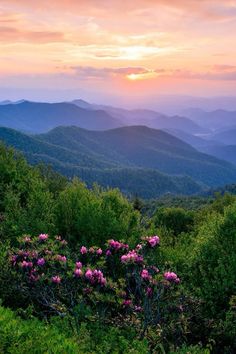 the sun is setting in the mountains with wildflowers and rhododendron