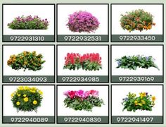 various types of flowers in different sizes and colors, with the numbers displayed below them