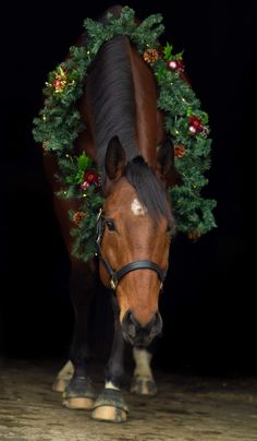 a brown horse wearing a wreath on its head