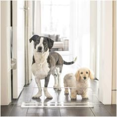 two dogs are standing on the floor in front of an open door and looking at the camera