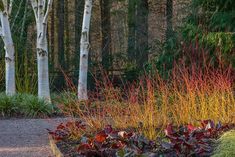 some red and yellow plants in the middle of a park with many trees behind them