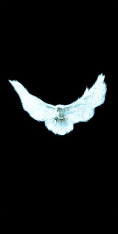 a white bird flying in the dark sky with its wings spread out and it's eyes open