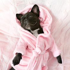 a black and white dog wearing a pink robe on top of a bed covered in blankets