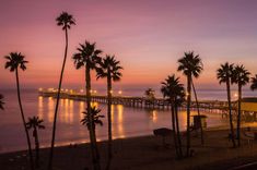 palm trees line the beach at sunset with a pier in the backgrounnd