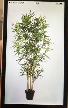 a plant in a pot is shown on an iphone screen with the image of a bamboo tree