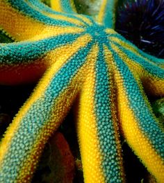 a close up view of some very pretty colorful plants with blue and yellow stripes on it