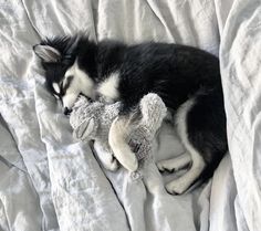 a black and white dog laying on top of a bed with a stuffed animal in it's mouth