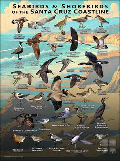 the sea birds and shorebirds of the santa cruz coastline are featured in this poster