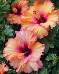 pink and yellow flowers with green leaves in the background