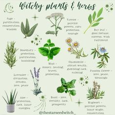 #witch #witchcraft #witchythings #witchyvibes #witchcraftforbeginners #spiritual #spirituality #spirit #spiritualawakening #spiritualgrowth #wicca #aesthetic #magic #rituales #plants #herbs Plants For Spirituality, Herbs For Warding, Important Herbs For Witches, Plants Used In Witchcraft, Witch Plants Indoor, Green Witch Garden Ideas, Green Witch Herbs And Uses, Indoor Witch Garden, Protection Plants Witchcraft